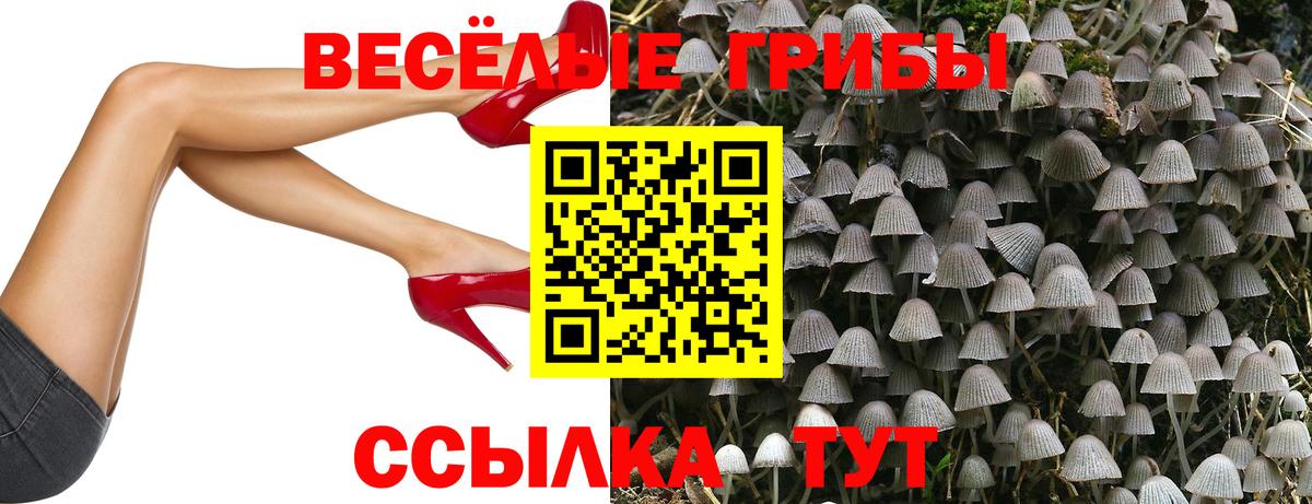 Галлюциногенные грибы Psilocybe Гусиноозёрск